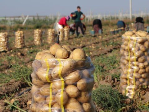 Kartof əkinlərinin güzəştli sığortası başladı