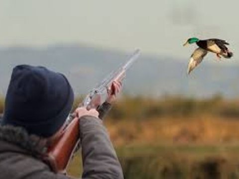 Azərbaycanda ov icazələrinin verilməsi bu tarixdən dayandırılır