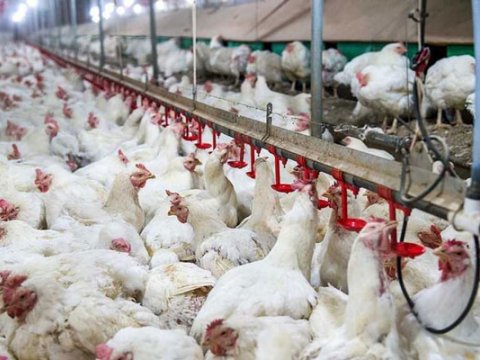 İrandan Azərbaycana quş ətinin gətirilməsi dayandırıldı