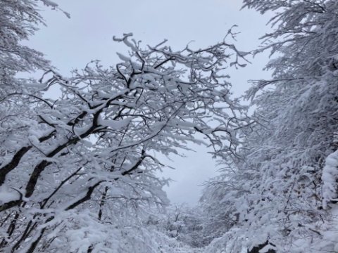Azərbaycanın milli parklarından qış mənzərələri - FOTOLAR