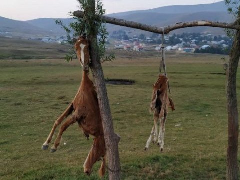 Gədəbəydə atı ağacdan asdılar, polis araşdırmaya başladı