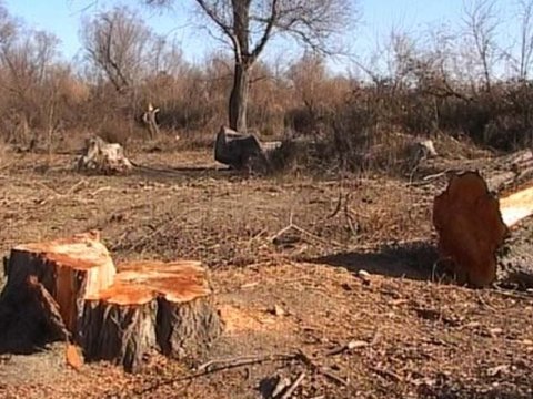 Binəqədidə ağacları kəsən şirkət rəhbəri məhkəməyə verildi