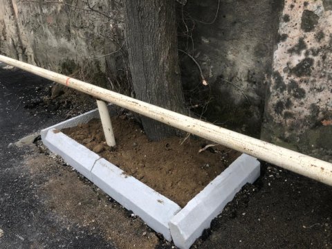Bakıda ağacların dibi asfaltdan təmizləndi - FOTOLAR