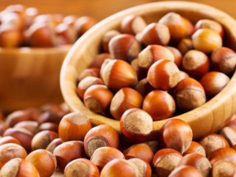 Zaqatalada yeni fındıq emalı fabriki yaradılır