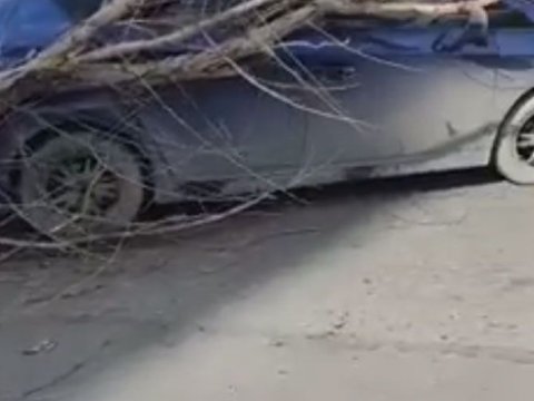 Bakıda külək ağacı avtomobilin üzərinə aşırdı