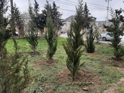 Kəsilmiş ağacların əvəzinə yeni ağaclar əkilib