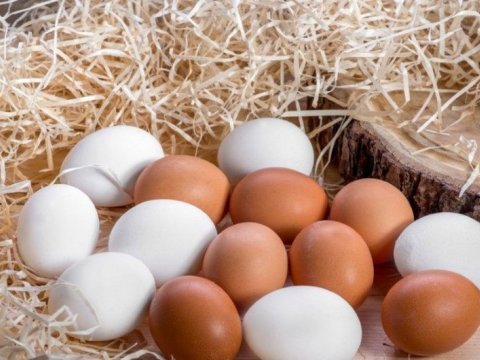 Yumurtada ölümcül bakteriya var - XƏBƏRDARLIQ