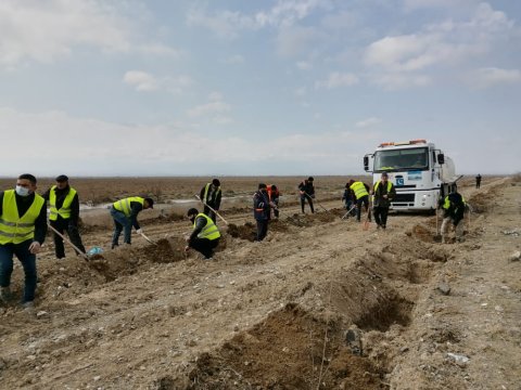 Bakı-Qazax yolunun kənarlarına 20 min tut tingi əkilib - FOTO