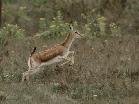 Acınohur düzündə milli park yaratmaq TƏKLİF OLUNDU