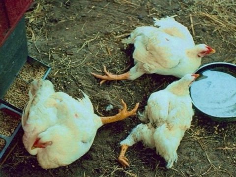 Azərbaycandakı fərdi təsərrüfatlarda ev quşları kütləvi TƏLƏF OLUR