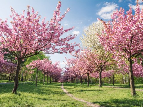 Aprelin hava PROQNOZU - 27 dərəcəyədək isti olacaq