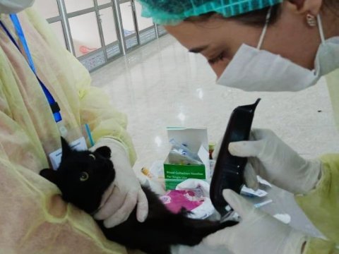 Bakıda it və pişiklərdən koronavirus testi GÖTÜRÜLDÜ