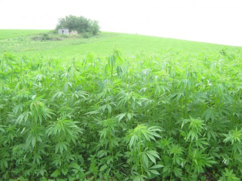 Ermənistanda çətənə əkməyə icazə verildi