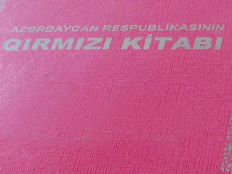 Azərbaycanda 