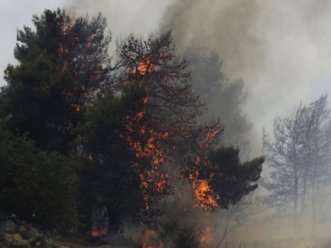 Bakıda yanğında 12 ağac məhv oldu