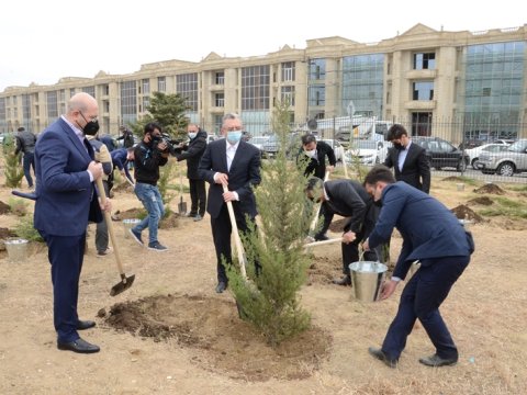 Bakıda 200 ədəd yeni ağac əkildi - FOTOLAR