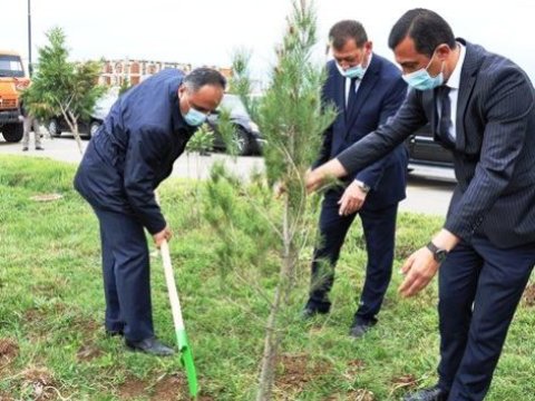 Goranboyda 200 ədəd qoz ağacı əkildi - FOTOLAR