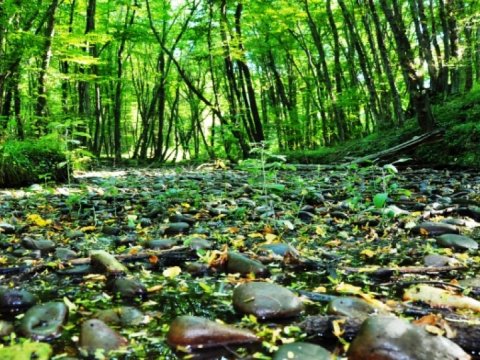 Xidmət rəsmisi: Tətil günlərində hər kəsi milli parklara dəvət edirik