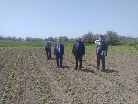 Rüstəm Xəlilov pambıq sahəsində becərmə işləri ilə tanış olub - FOTOLAR