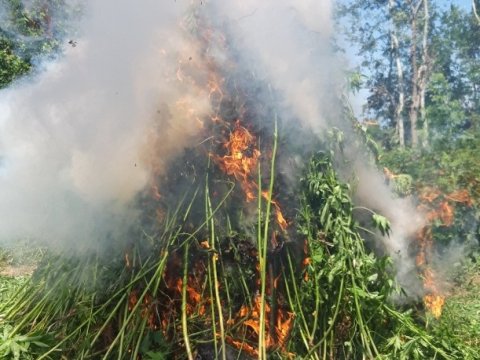 Narkotik plantasiyası aşkarlandı - 1,6 ton çətənə kolu məhv edildi