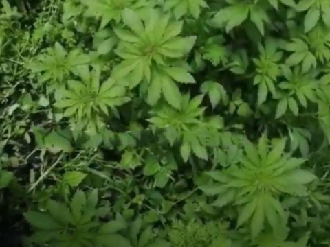 Kəlbəcərdə narkotik plantasiyası aşkarlandı - VİDEO