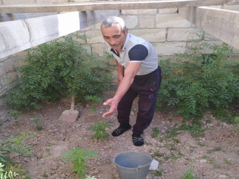 Beyləqanda çətənə bitkisi yetişdirən şəxs tutuldu - FOTO