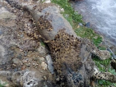 Ordubad dağlarında bəbir cəsədi aşkarlandı - FOTOLAR