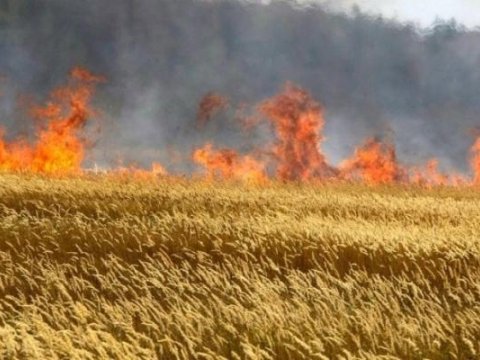  Ağsuda taxıl sahəsi yandı  