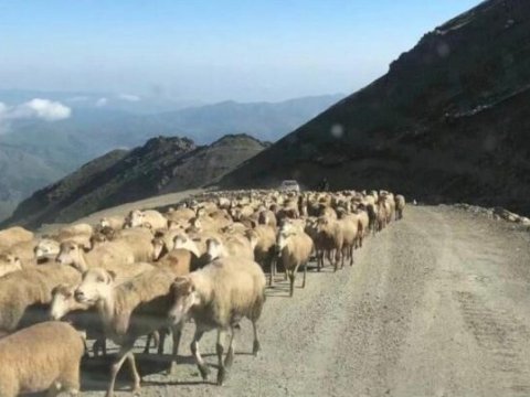 Kəlbəcərə aparılan heyvanların sahibi məlum oldu 