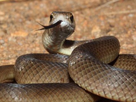 Bakıda 4 nəfəri gürzə ilanı çalıb 