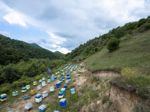 Kəlbəcərə daha 2500 arı ailəsi köç etdi - FOTO