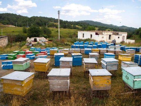 Laçına 531 arı ailəsi köçürülüb - RƏSMİ
