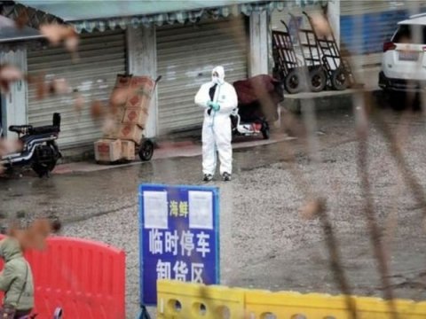 Koronavirus heyvanlar arasında geniş yayılıb  