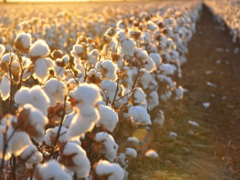 Müharibə Ermənistanda pambıq istehsalını çökdürüb