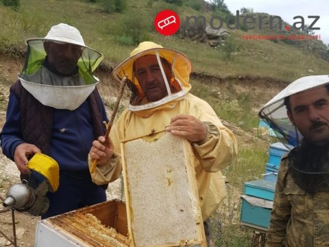 Prezidentə bal hədiyyə edən arıçının Kəlbəcər həyatı - MÜSAHİBƏ