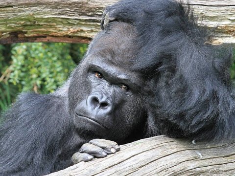 Qorillalar koronavirusa yoluxdu