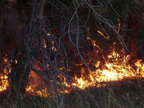 Zəngəzurda yanğın: 100 hektar ərazi külə döndü