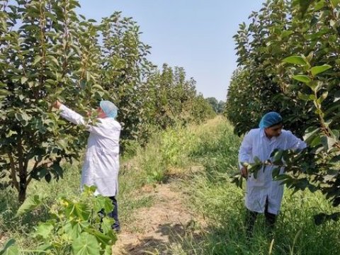 Goranboyun xurma bağlarında zərərvericilər tapıldı