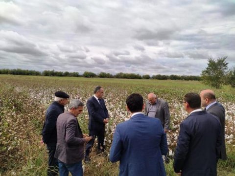 Goranboyda pambıq yığımı - FOTO