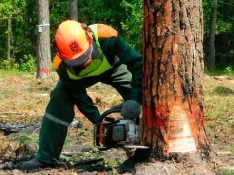 Meşəbəyiyə cinayət işi açıldı