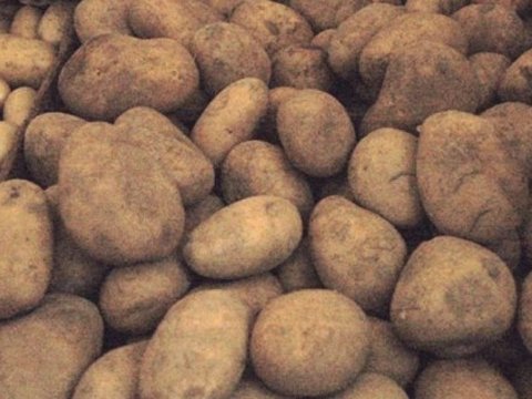 Rusiyadan gələn 40 ton kartof məhv edildi