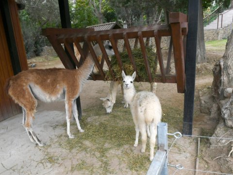 Bakı Zooloji Parkından FOTOREPORTAJ