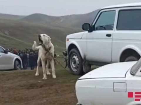 Göygöldə qanunsuz it döyüşləri - Foto
