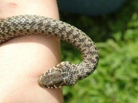 90 nəfəri ilan çalıb, 87 nəfər dəm qazından zəhərlənib