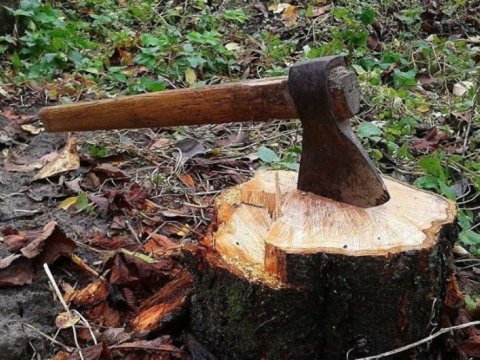 Ağacları kəsən şəxs cəzalandırıldı
