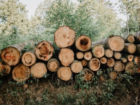 Qanunsuz meşə materialı aşkarlandı
