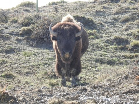 Şamaxı Safari Parkından FOTOREPORTAJ