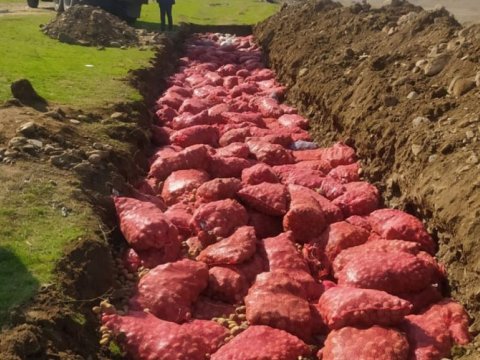 Rusiyadan gətirilən 67 ton kartof məhv edildi