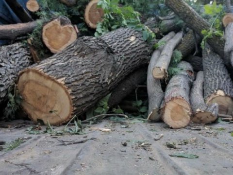 Ağacları kəsən tikinti şirkəti 15 min manat cərimələndi