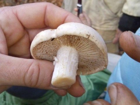 Daha bir nəfər göbələkdən zəhərləndi